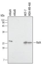 RALA Monoclonal Antibody (399527)