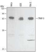 TRAF3 Isoform 2 Monoclonal Antibody (433113)