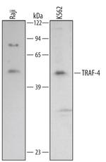 TRAF4 Monoclonal Antibody (433709)