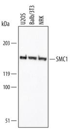 SMC1 Monoclonal Antibody (317705)