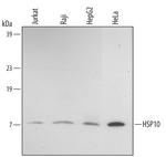 HSPE1 Monoclonal Antibody (330629)