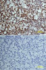 Factor VII Antibody in Immunohistochemistry (Frozen) (IHC (F))