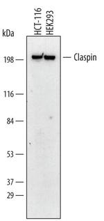Claspin Monoclonal Antibody (485508)