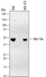 WNT10A Monoclonal Antibody (342811)