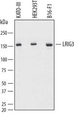 LRIG3 Monoclonal Antibody (814834)
