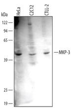 MKP3 Monoclonal Antibody (363246)