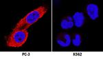 MKP3 Monoclonal Antibody (363209)