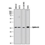 Ephrin A3 Monoclonal Antibody (80814)