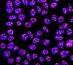 Rex1 Monoclonal Antibody (373722)