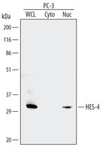 HES4 Monoclonal Antibody (455237)