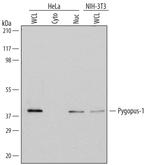 PYGO1 Monoclonal Antibody (466023)