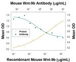 WNT9B Monoclonal Antibody (964742)