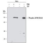 Phospho-eIF4B (Ser422) Antibody in Western Blot (WB)
