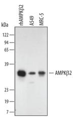 AMPK beta-2 Antibody in Western Blot (WB)