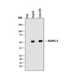 ANGPTL3 Monoclonal Antibody (388610)