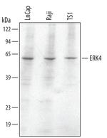 MAPK4 Monoclonal Antibody (355810)