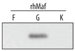 MAFG Monoclonal Antibody (370412)