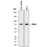 ECM1 Monoclonal Antibody (966231)
