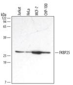 FKBP25 Monoclonal Antibody (423325)