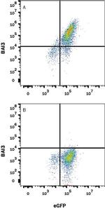 BAI3 Monoclonal Antibody (409611)