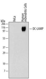 LAMP3 Antibody in Western Blot (WB)