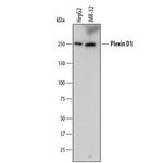 PLXND1 Monoclonal Antibody (752815)