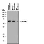 CADM4 Monoclonal Antibody (937109)