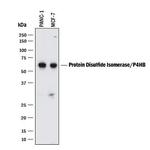 PDI Monoclonal Antibody (537331)