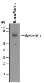 CD42d Monoclonal Antibody (508219)