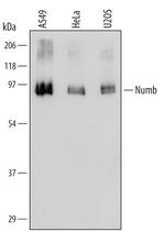 NUMB Monoclonal Antibody (447716)