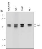 PON2 Monoclonal Antibody (453709)