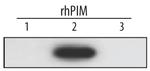 PIM2 Antibody in Western Blot (WB)