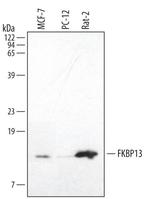 FKBP2 Antibody in Western Blot (WB)