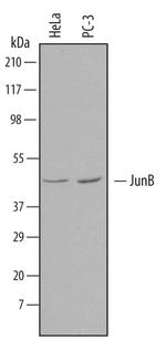JunB Antibody in Western Blot (WB)