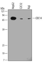 Cdc14A Monoclonal Antibody (472508)