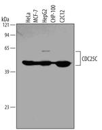 CDC25C Monoclonal Antibody (461908)