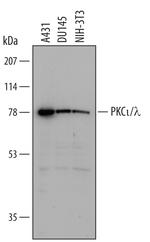 PKC lambda/iota Monoclonal Antibody (450401)