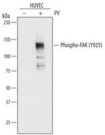 Phospho-FAK (Tyr925) Antibody in Western Blot (WB)