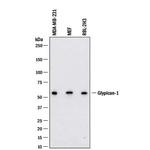 Glypican 1 Monoclonal Antibody (1019770)