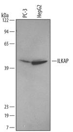ILKAP Monoclonal Antibody (499526)