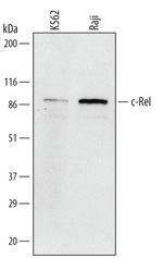 c-Rel Monoclonal Antibody (321422)