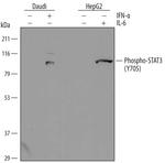 Phospho-STAT3 (Thr705) Antibody in Western Blot (WB)