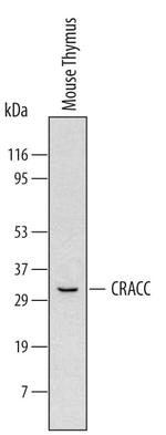 CRACC Monoclonal Antibody (520911)