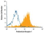 Prokineticin Receptor 1 Monoclonal Antibody (420849)