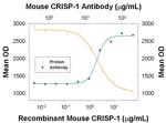 CRISP1 Monoclonal Antibody (840017)