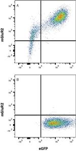 mGluR2 Antibody in Flow Cytometry (Flow)
