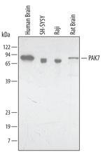 PAK7 Monoclonal Antibody (444703)