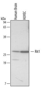 RIT1 Monoclonal Antibody (456201)