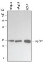 RAP2A/RAP2B Monoclonal Antibody (455410)