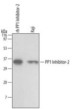 PPP1R2 Monoclonal Antibody (488123)